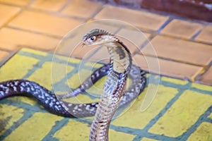 A cobra hooding and growling on the floor. The monocled cobra (Naja kaouthia), also called monocellate cobra, is a deadly venomous photo