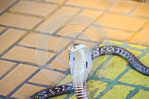 A cobra hooding and growling on the floor. The monocled cobra (Naja kaouthia), also called monocellate cobra, is a deadly venomous photo