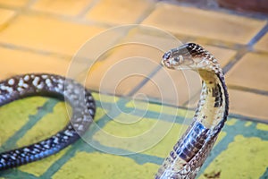 A cobra hooding and growling on the floor. The monocled cobra (Naja kaouthia), also called monocellate cobra, is a deadly venomous photo