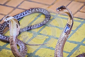 A cobra hooding and growling on the floor. The monocled cobra (Naja kaouthia), also called monocellate cobra, is a deadly venomous photo