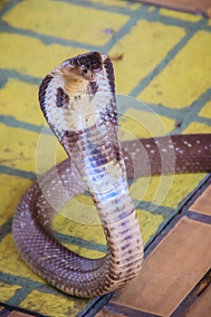 A cobra hooding and growling on the floor. The monocled cobra (Naja kaouthia), also called monocellate cobra, is a deadly venomous photo