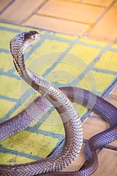 A cobra hooding and growling on the floor. The monocled cobra (Naja kaouthia), also called monocellate cobra, is a deadly venomous photo