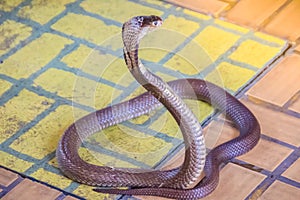 A cobra hooding and growling on the floor. The monocled cobra (Naja kaouthia), also called monocellate cobra, is a deadly venomous photo