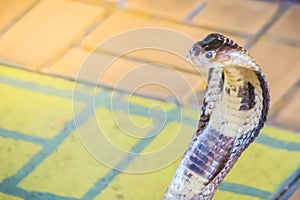 A cobra hooding and growling on the floor. The monocled cobra (Naja kaouthia), also called monocellate cobra, is a deadly venomous photo