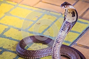 A cobra hooding and growling on the floor. The monocled cobra (Naja kaouthia), also called monocellate cobra, is a deadly venomous photo