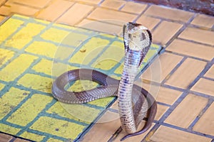 A cobra hooding and growling on the floor. The monocled cobra (Naja kaouthia), also called monocellate cobra, is a deadly venomous photo