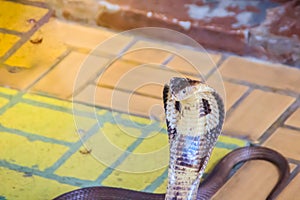 A cobra hooding and growling on the floor. The monocled cobra (Naja kaouthia), also called monocellate cobra, is a deadly venomous photo