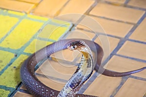 A cobra hooding and growling on the floor. The monocled cobra (Naja kaouthia), also called monocellate cobra, is a deadly venomous photo