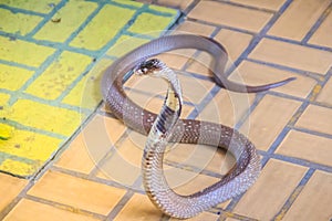 A cobra hooding and growling on the floor. The monocled cobra (Naja kaouthia), also called monocellate cobra, is a deadly venomous photo