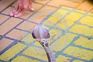 A cobra hooding and growling on the floor. The monocled cobra (Naja kaouthia), also called monocellate cobra, is a deadly venomous photo