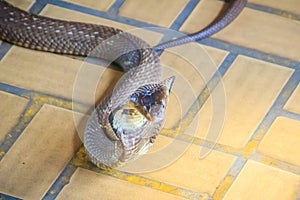 A cobra hooding and growling on the floor. The monocled cobra (Naja kaouthia), also called monocellate cobra, is a deadly venomous photo