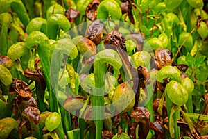 Cobra Lilly Darlingtonia Californica photo