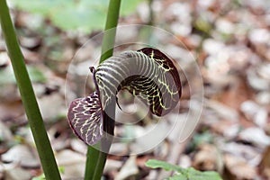 Cobra Lily, Arisaema griffithii var. pradhani, Arum Family, Araceae photo