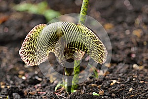 Cobra Lily, Native to eastern Himalayas photo