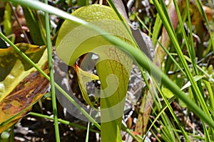 Cobra lily plant