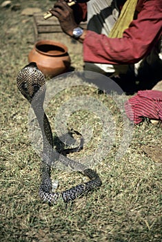 Cobra performing for snake charmer photo
