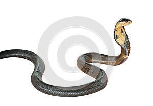 Cobra snake