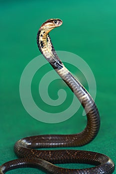Cobra Snake photo