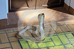 The Cobra snake on cement floor at thailand