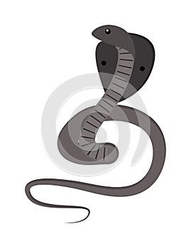 Cobra Snake coiled and ready to strike showing fangs tongue danger reptile animal wildlife cartoon vector.