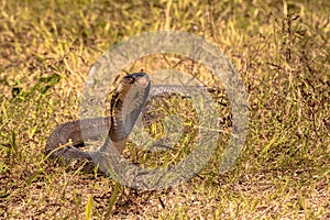 Cobra snake on grass field