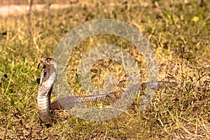 Cobra snake on grass field