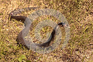 Cobra snake on grass field