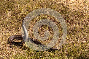 Cobra snake on grass field