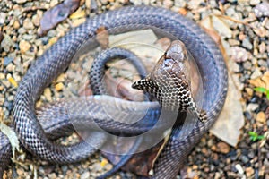 Cobra snake in India