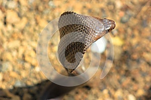 Cobra snake in India