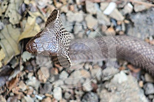 Cobra snake in India