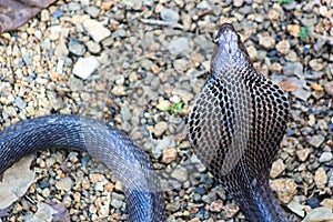 Cobra snake in India