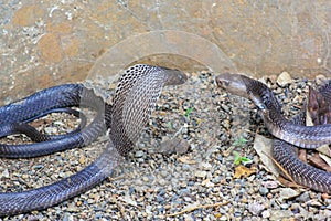 Cobra snake in India