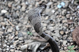 Cobra snake in India