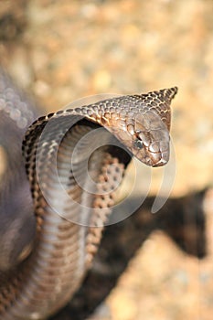 Cobra snake in India