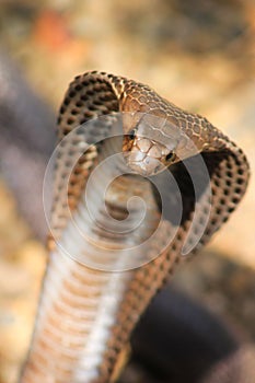 Cobra snake in India