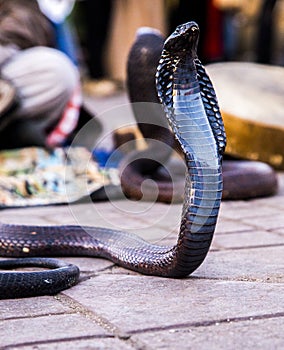 Cobra snake in Jemaa El-Fna square