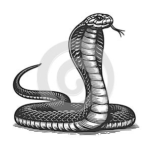 Cobra Snake in Striking Pose engraving vector