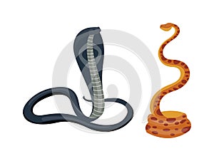 Cobra snake vector