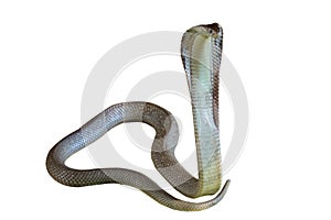The Cobra snake on white background have path