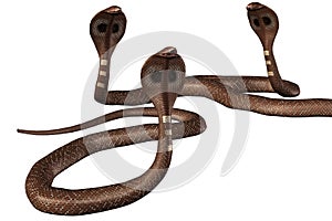 Cobra snakes photo