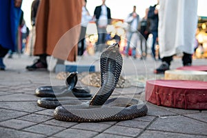 Cobra snakes in the Jamaa el Fna square, the main market place in Marrakesh, Morocco