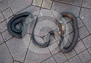 Cobra snakes in the Jamaa el Fna square, the main market place in Marrakesh, Morocco