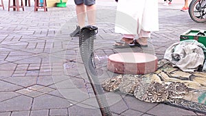 A cobra among tourists in Marrakech