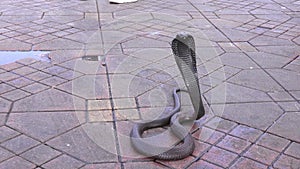 A cobra among tourists in Marrakech