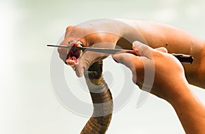 Cobra venom extraction