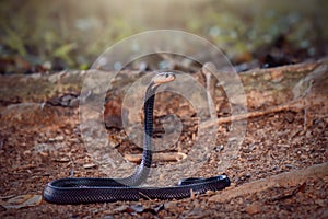 Cobra venomous snakes photo