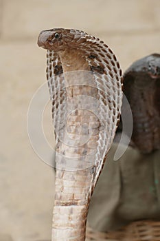 Cobras of snake charmer on the ghat