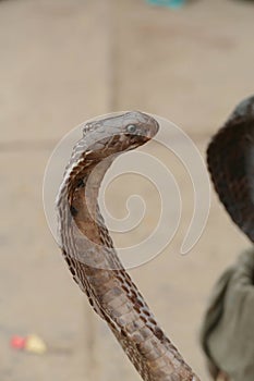 Cobras of snake charmer on the ghat