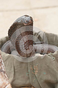 Cobras of snake charmer on the ghat